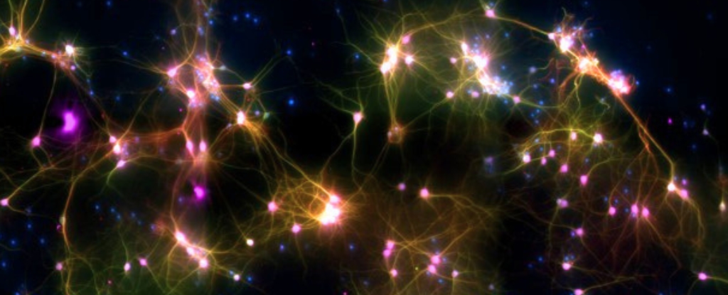Lab-Grown Neuron Computers Now Available for Rent