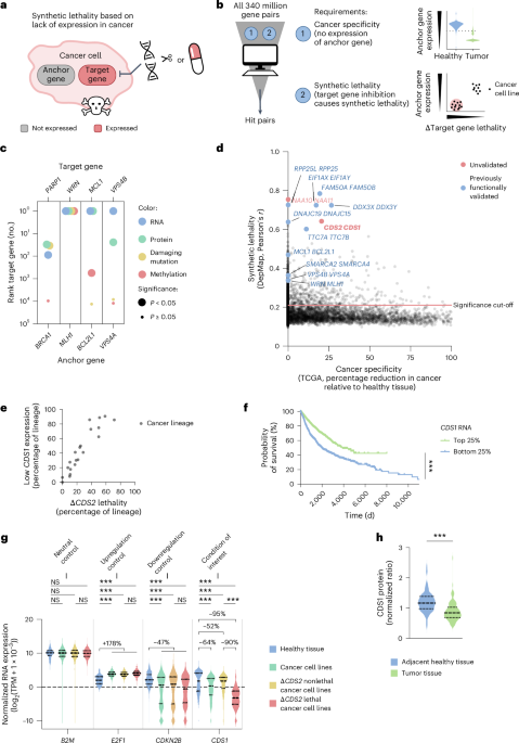 CDS2 Targeted Therapy for Mesenchymal Cancers