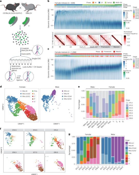 Genome Maps Reveal Key Changes in Early Germ Cell Development
